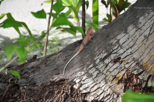 马尔代夫旅游攻略图片 马尔代夫旅游攻略图片