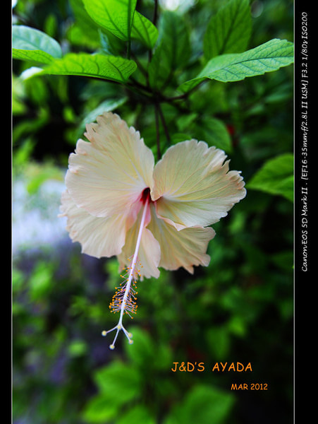 马尔代夫景点图片