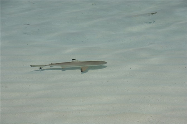 马尔代夫旅游攻略图片