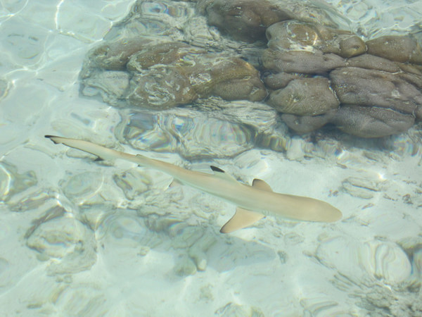 马尔代夫自助游图片