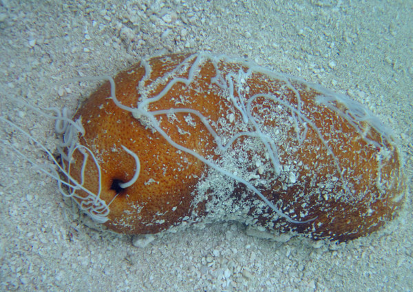 马尔代夫旅游攻略图片