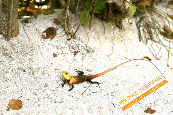 马尔代夫图片 马尔代夫图片