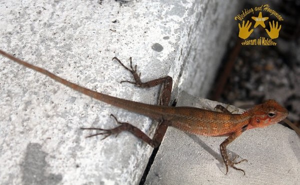 马尔代夫旅游攻略图片 马尔代夫旅游攻略图片