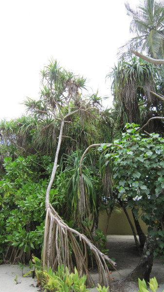 马尔代夫景点图片