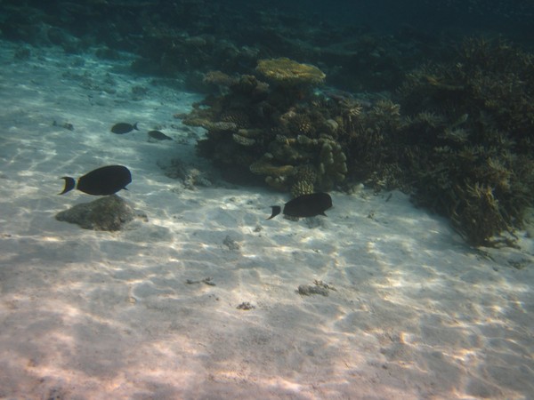 马尔代夫图片 马尔代夫图片