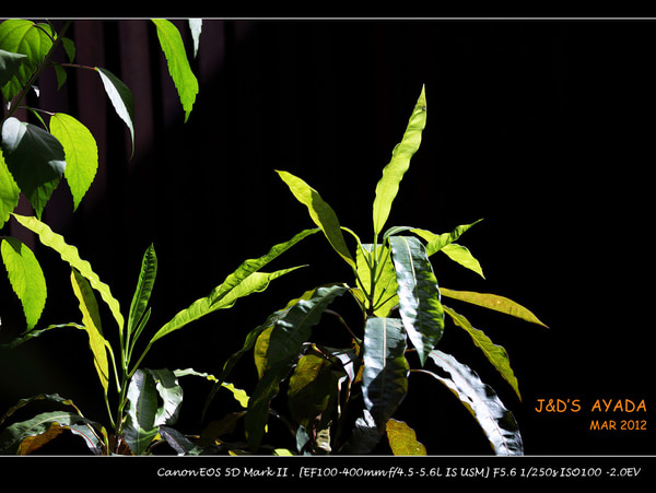 马尔代夫旅游攻略图片