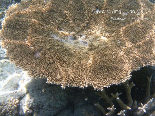 马尔代夫旅游攻略图片