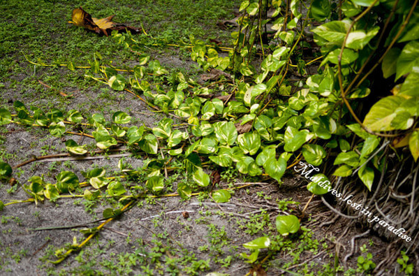 马尔代夫自助游图片