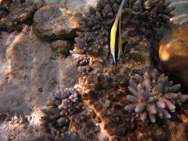 马尔代夫旅游攻略图片 马尔代夫旅游攻略图片