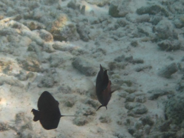 马尔代夫自助游图片 马尔代夫自助游图片