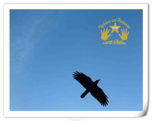 马尔代夫自助游图片 马尔代夫自助游图片