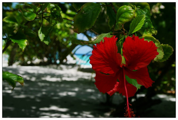 马尔代夫自助游图片