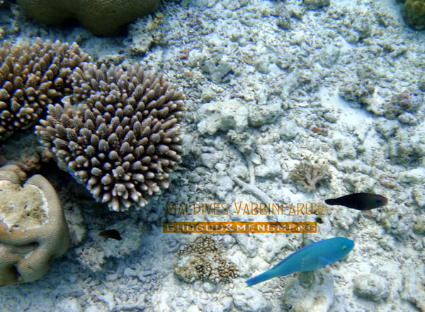 马尔代夫景点图片 马尔代夫景点图片