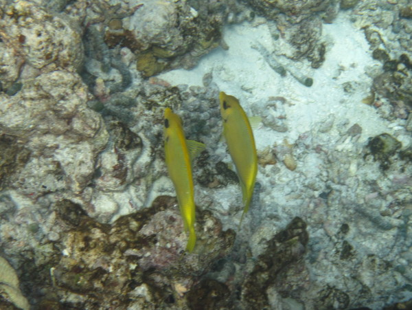 马尔代夫自助游图片