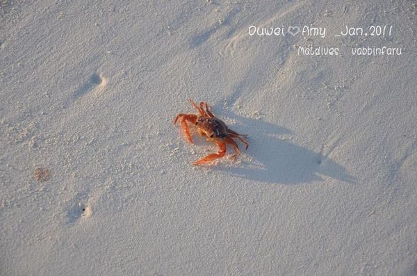 马尔代夫自助游图片