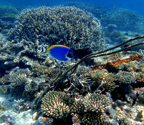 马尔代夫图片 马尔代夫图片