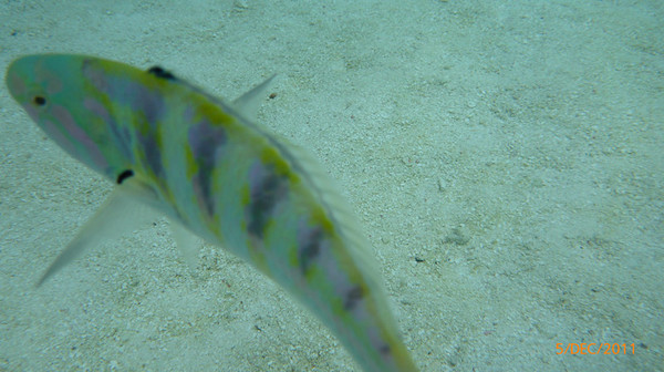 马尔代夫自助游图片