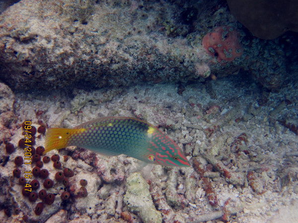 马尔代夫自助游图片