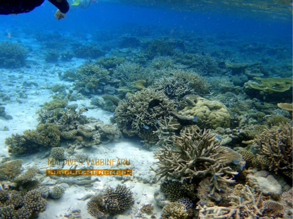 马尔代夫图片 马尔代夫图片