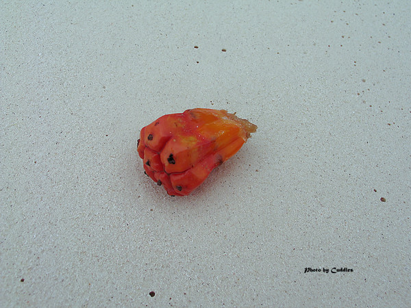 马尔代夫旅游攻略图片