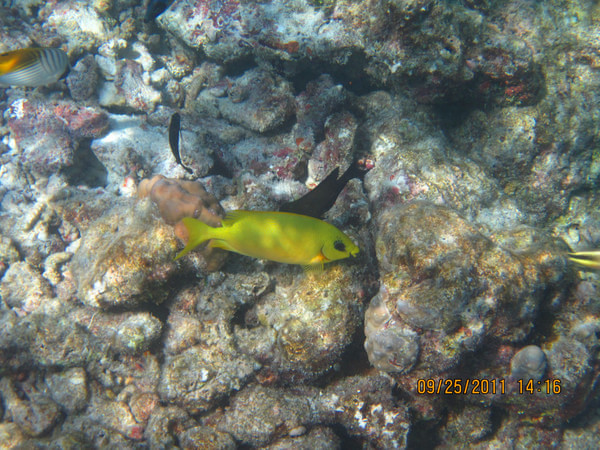 马尔代夫自助游图片