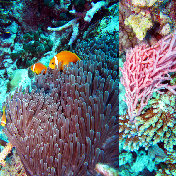 马尔代夫景点图片