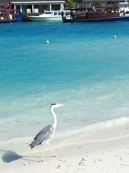 马尔代夫自助游图片
