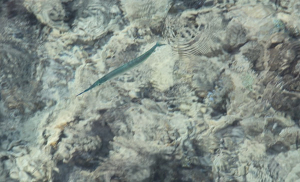 马尔代夫景点图片