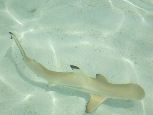 马尔代夫自助游图片