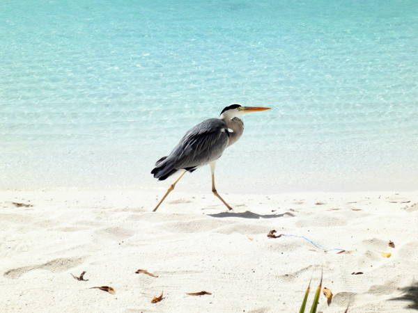 马尔代夫图片 马尔代夫图片