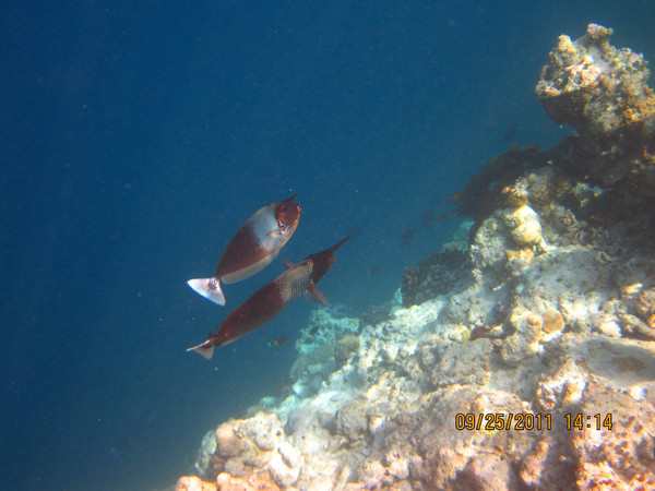 马尔代夫旅游攻略图片