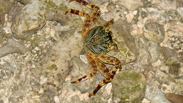 马尔代夫景点图片
