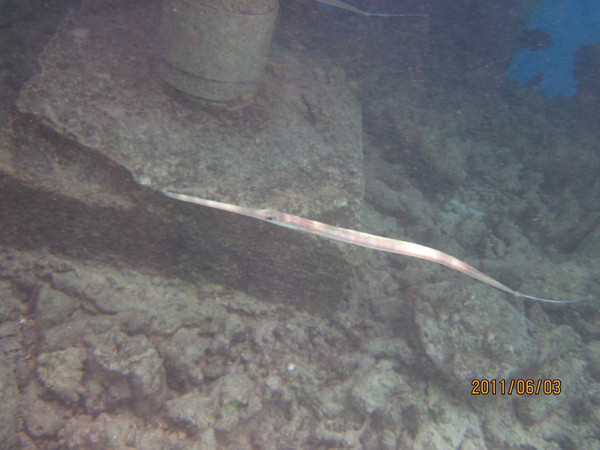 马尔代夫自助游图片