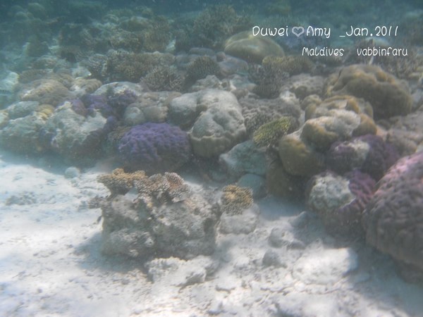 马尔代夫自助游图片