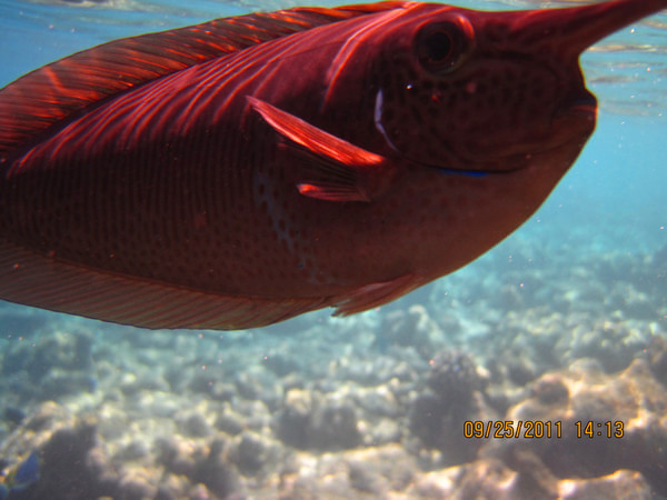 马尔代夫景点图片