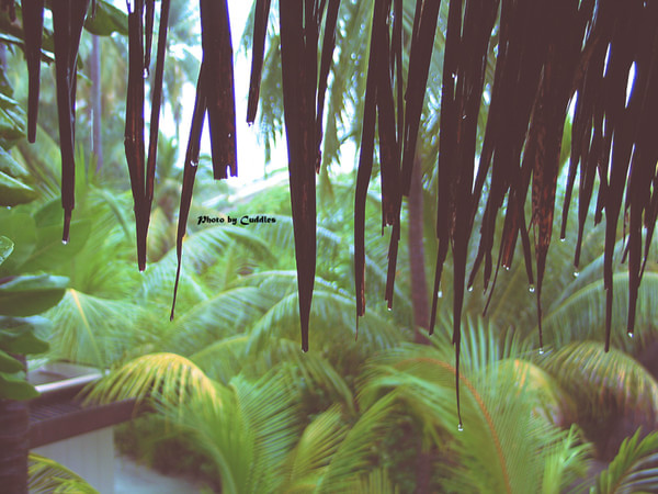 马尔代夫自助游图片