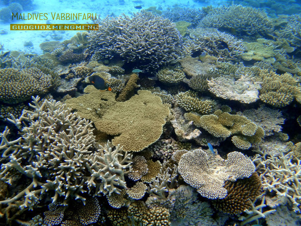 马尔代夫景点图片 马尔代夫景点图片