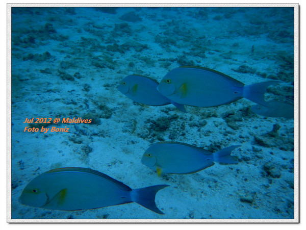 卡努呼拉岛旅游攻略图片 卡努呼拉岛旅游攻略图片