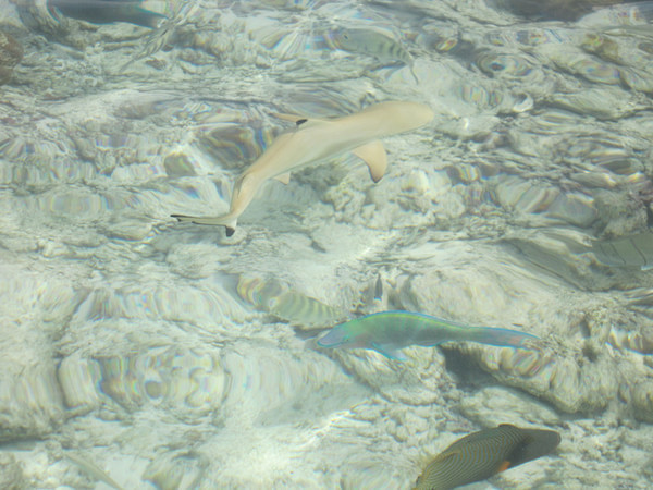 马尔代夫景点图片