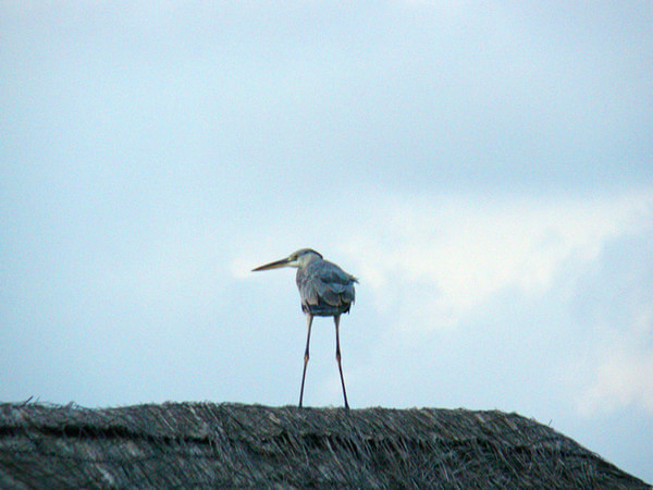 马尔代夫自助游图片