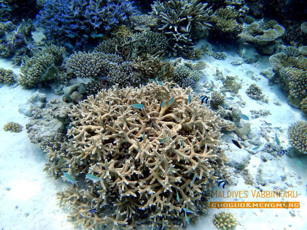 马尔代夫图片 马尔代夫图片