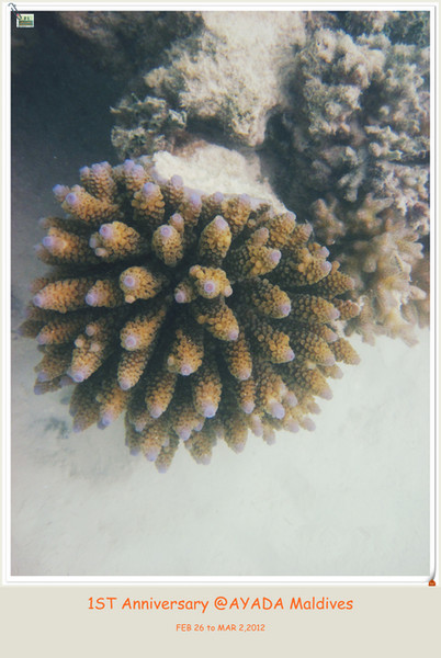 马尔代夫景点图片