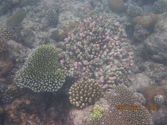 马尔代夫自助游图片