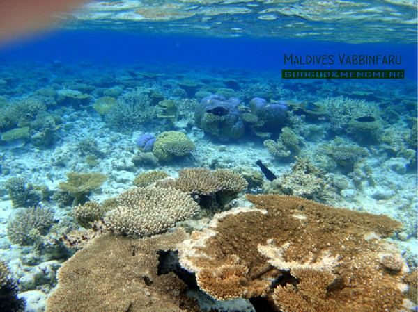 马尔代夫自助游图片 马尔代夫自助游图片