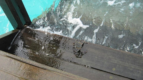 马尔代夫景点图片