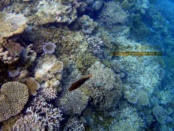 马尔代夫自助游图片 马尔代夫自助游图片