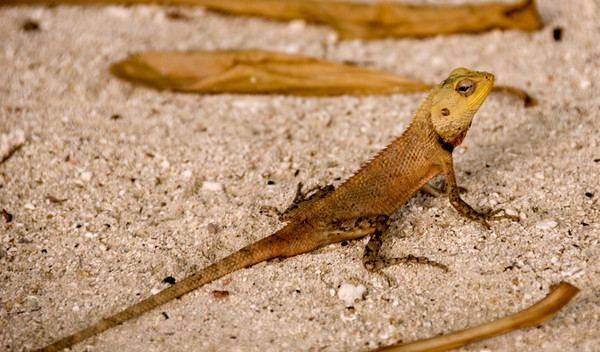 马尔代夫自助游图片