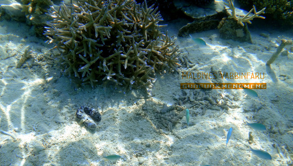 马尔代夫自助游图片 马尔代夫自助游图片