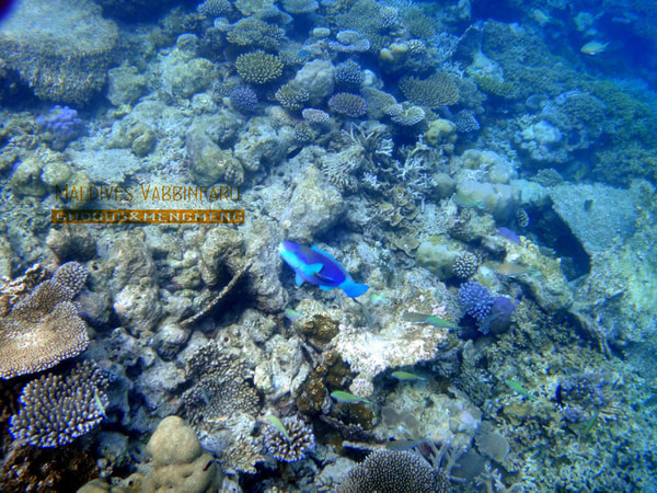 马尔代夫图片 马尔代夫图片