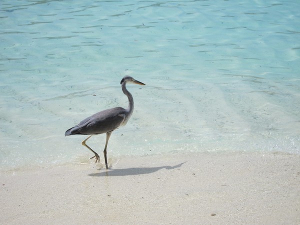 马尔代夫景点图片